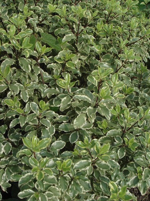 Pittosporum tenuifolia 'Variegata' feuille